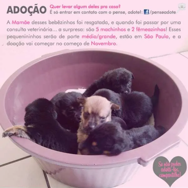 Cachorro ra a SRD idade Abaixo de 2 meses nome Sem Nome