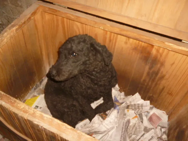 Cachorro ra a Poodle idade 4 anos nome pretinho