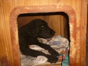 Cachorro raça Poodle idade 4 anos nome pretinho