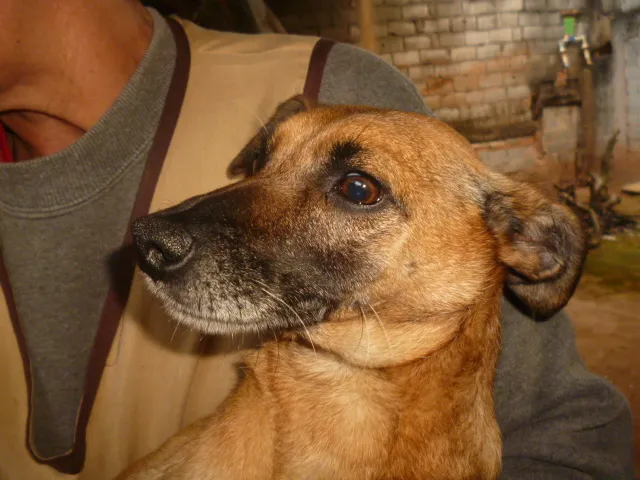 Cachorro ra a vira lata idade 4 anos nome Peneloe