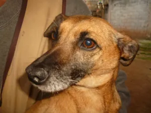 Cachorro raça vira lata idade 4 anos nome Peneloe