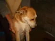 Marronzinha
