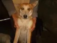 Marronzinha