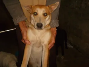 Cachorro raça Vira Lata idade 3 anos nome Marronzinha