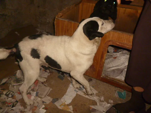 Cachorro ra a Vira Lata idade 4 anos nome Malhadinha