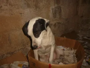 Cachorro raça Vira Lata idade 4 anos nome Malhadinha