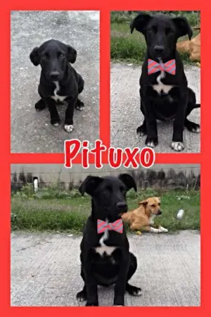 Cachorro raça SRD idade 2 a 6 meses nome PITUXO