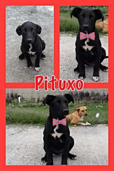 Cachorro ra a SRD idade 2 a 6 meses nome PITUXO
