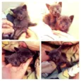 Gatinhas 