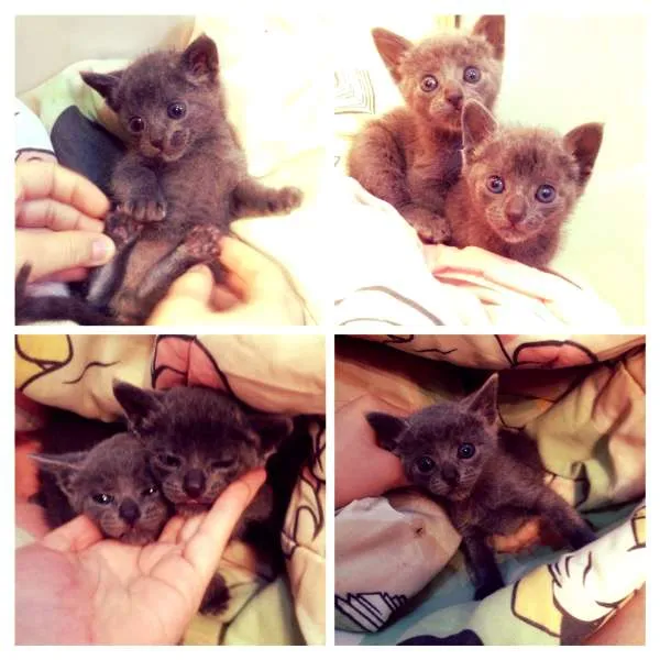 Gato ra a SRD idade  nome Gatinhas 