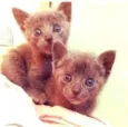 Gatinhas 