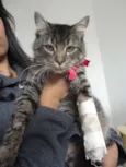 Nylo
