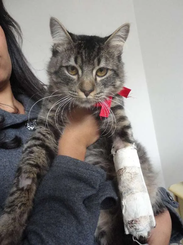 Gato ra a SRD idade 2 anos nome Nylo