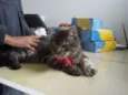 Nylo
