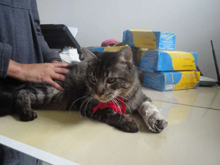 Gato ra a SRD idade 2 anos nome Nylo
