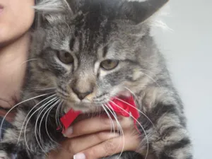 Gato raça SRD idade 2 anos nome Nylo