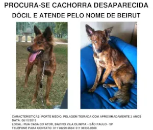 Cachorro raça Vira Lata idade 2 anos nome Beirut GRATIFICA