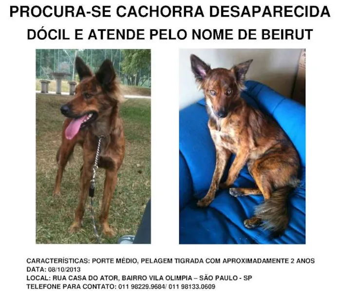 Cachorro ra a Vira Lata idade 2 anos nome Beirut GRATIFICA