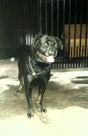 Cachorro raça Rottweiler idade 5 anos nome Brutus