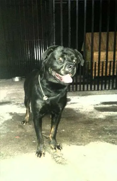 Cachorro ra a Rottweiler idade 5 anos nome Brutus