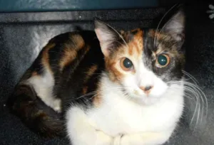 Gato raça SRD idade 2 a 6 meses nome Pavê