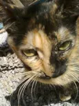 Miau