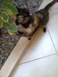 Miau