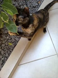 Gato raça indefinida idade 2 a 6 meses nome Miau