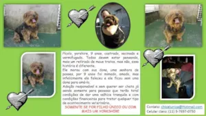 Cachorro raça Yorkshire idade 6 ou mais anos nome Pícolo