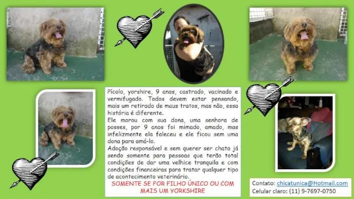Cachorro raça Yorkshire idade 6 ou mais anos nome Pícolo