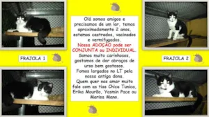 Gato raça SRD idade 2 anos nome Frajolas