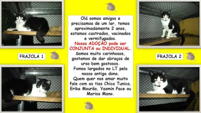 Gato ra a SRD idade 2 anos nome Frajolas