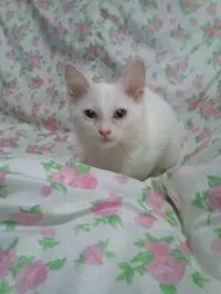 Gato ra a não tem  idade Abaixo de 2 meses nome não tem 