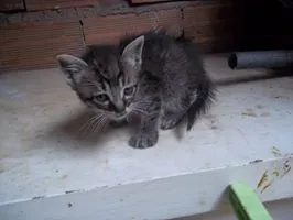 Gato ra a não tem  idade Abaixo de 2 meses nome não tem 
