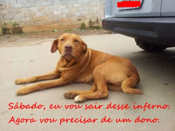 Cachorro ra a Pit-Bull idade 3 anos nome Zara