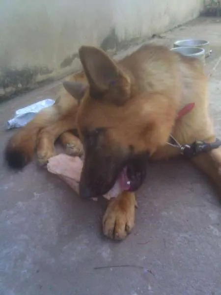 Cachorro ra a Pastor Alemão idade 2 anos nome Coronel