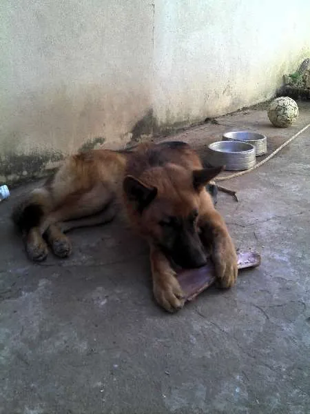 Cachorro ra a Pastor Alemão idade 2 anos nome Coronel