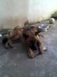 Coronel