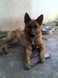 Coronel