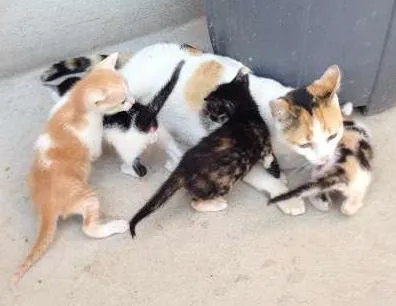 Gato ra a idade nome Gatinhos