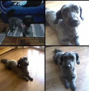 Cachorro raça Basset-Cofap idade 3 anos nome Neguinho