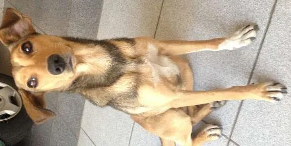Cachorro ra a SRD idade 1 ano nome Menina