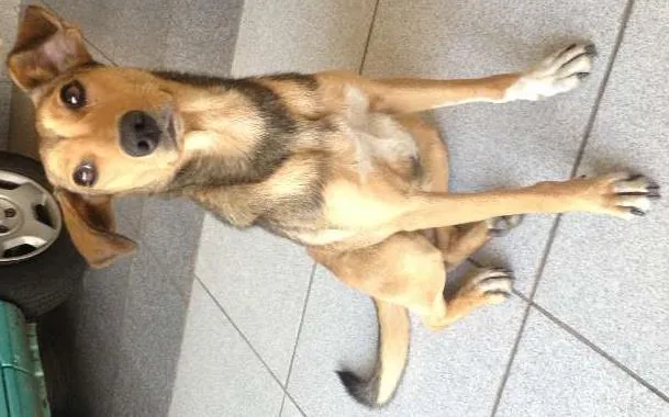 Cachorro ra a SRD idade 1 ano nome Menina
