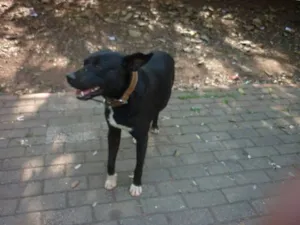 Cachorro raça SRD idade 4 anos nome Black