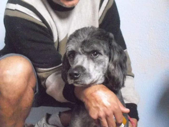 Cachorro ra a Poodle idade 2 anos nome QUEQUEL