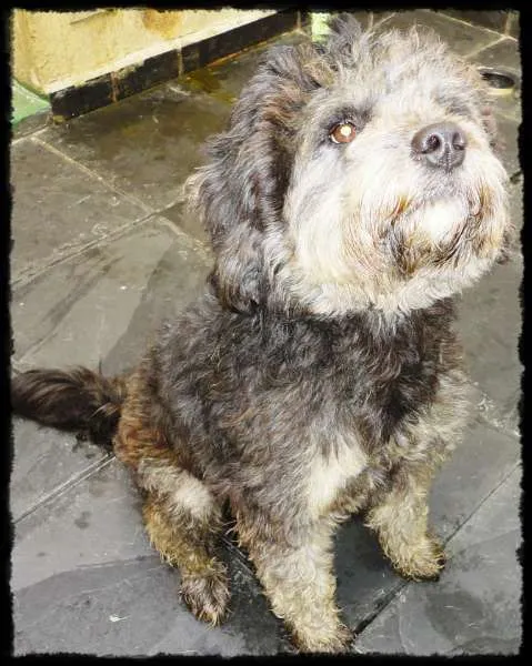Cachorro ra a Poodle idade 2 anos nome QUEQUEL
