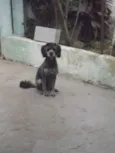QUEQUEL