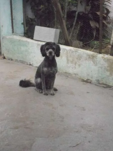Cachorro ra a Poodle idade 2 anos nome QUEQUEL