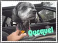 QUEQUEL