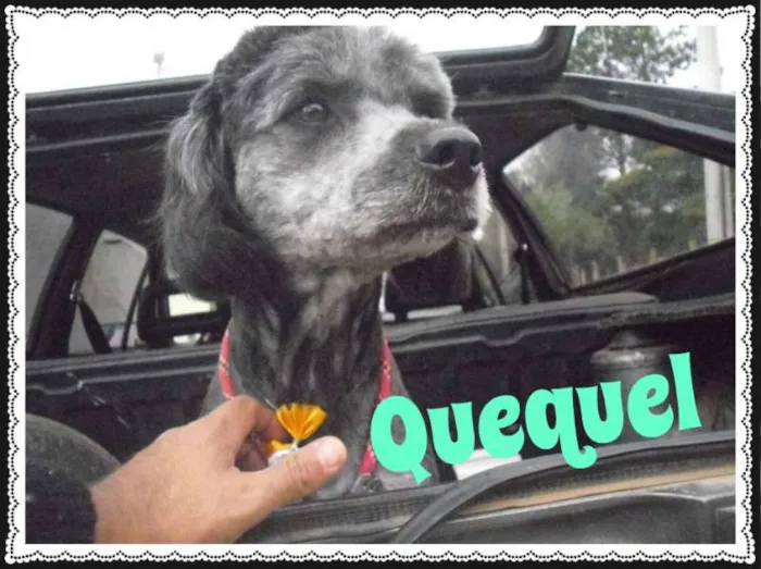 Cachorro ra a Poodle idade 2 anos nome QUEQUEL